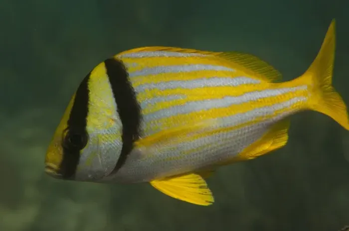 Framed Print : Porkfish (Anisotremus virginicus) Coral Reef Island, Belize Barrier Reef. Second Framed Print : Porkfish (Anisotremus virginicus) Coral Reef Island, Belize Barrier Reef. Second