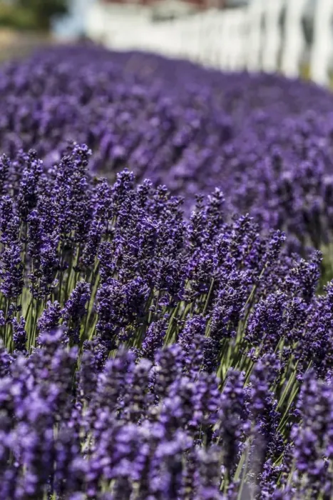 Framed Print : Port Angeles, Washington. Field of lavender and a white fence Framed Print : Port Angeles, Washington. Field of lavender and a white fence