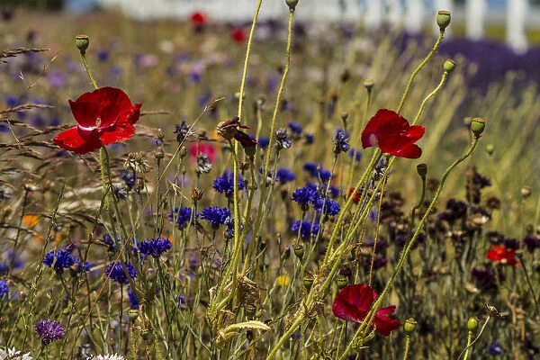 Port Angeles, Washington. Meadow of red poppies, blue bachelor buttons and other flowers