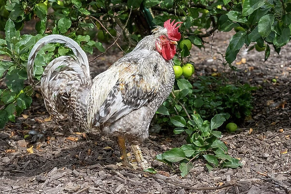 Port Townsend, Washington State, USA. Free-ranging Plymouth Barred Rock rooster standing in a garden area
