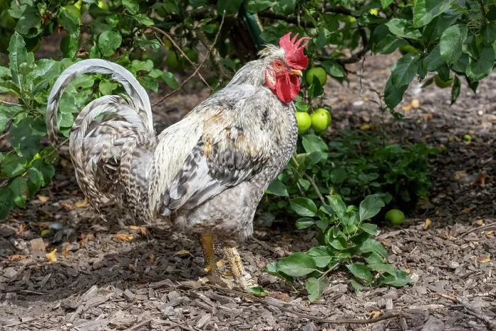 Framed Print : Port Townsend, Washington State, USA. Free-ranging Plymouth Barred Rock rooster standing in a garden area Framed Print : Port Townsend, Washington State, USA. Free-ranging Plymouth Barred Rock rooster standing in a garden area