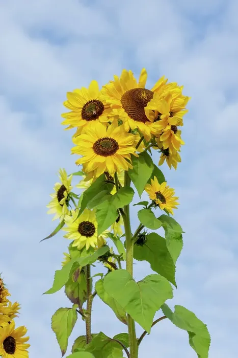 Framed Print : Port Townsend, Washington State, USA. Tall sunflower plants