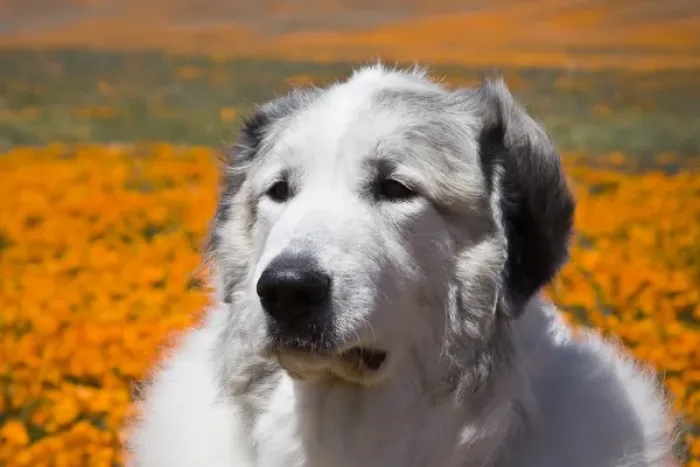Framed Print : Portait of a Great Pyrenees standing in a field of wild Poppy flowers at Antelope Framed Print : Portait of a Great Pyrenees standing in a field of wild Poppy flowers at Antelope