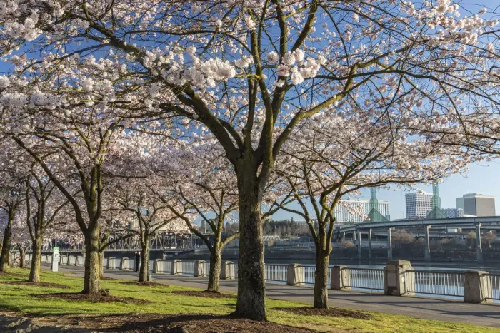 Framed Print : Portland, Oregon. Cherry trees in bloom at Tom McCall Waterfront Park on the Willamette Framed Print : Portland, Oregon. Cherry trees in bloom at Tom McCall Waterfront Park on the Willamette