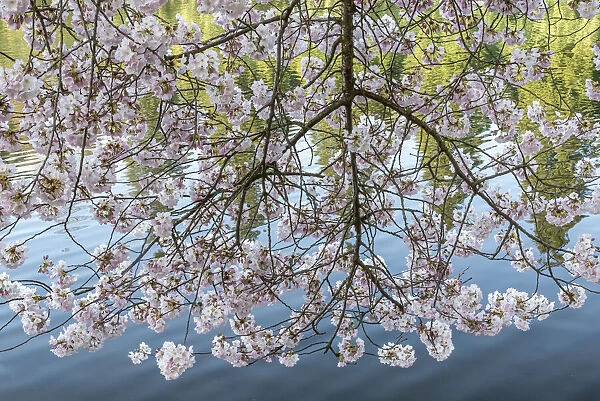 Portland, Oregon. Flowering cherry tree, Crystal Springs Rhododendron Garden
