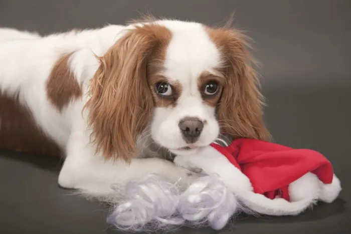 Framed Print : Portrait of a 9 month old Cavalier King Charles Spaniel who is being mischievous