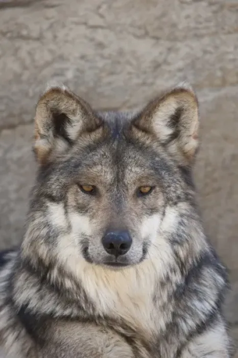 Framed Print : Portrait of an Adult Wolf, captive Framed Print : Portrait of an Adult Wolf, captive