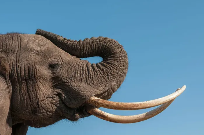 Framed Print : Portrait of an African elephant, Loxodonta Africana, with extremely long tusks. Abu Camp, Okavango Delta, Botswana Framed Print : Portrait of an African elephant, Loxodonta Africana, with extremely long tusks. Abu Camp, Okavango Delta, Botswana