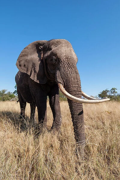 Portrait of an African elephant, Loxodonta Africana, with extremely long tusks. Abu Camp, Okavango Delta, Botswana
