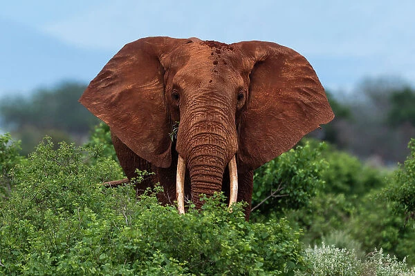 Portrait of an African elephant, Loxodonta Africana, looking at the camera. Voi, Tsavo National Park, Kenya