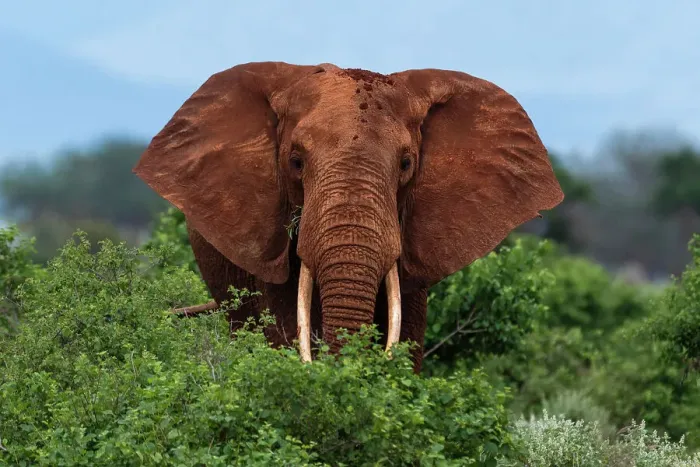 Framed Print : Portrait of an African elephant, Loxodonta Africana, looking at the camera. Voi, Tsavo National Park, Kenya Framed Print : Portrait of an African elephant, Loxodonta Africana, looking at the camera. Voi, Tsavo National Park, Kenya