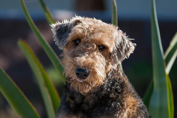 Portrait of an Airdale Terrier