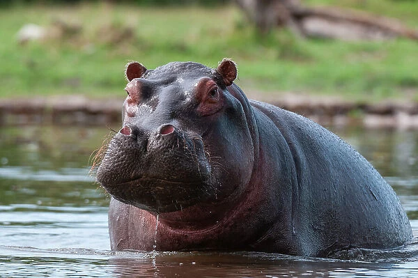 Portrait of an alert hippopotamus, Hippopotamus amphibius, in the water. Khwai Concession Area, Okavango, Botswana