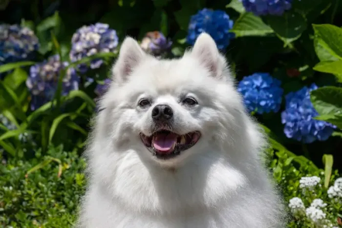 Framed Print : Portrait of an American Eskimo Dog