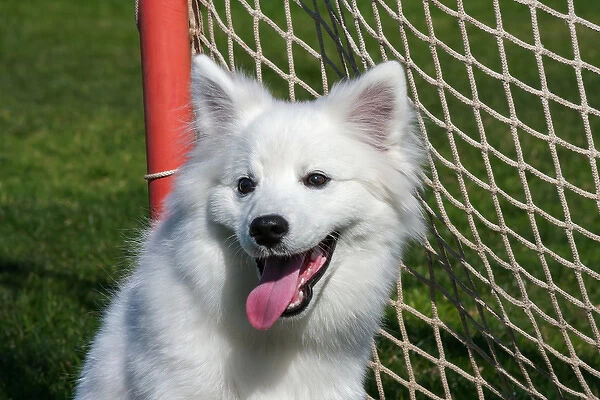Portrait of an American Eskimo Puppy