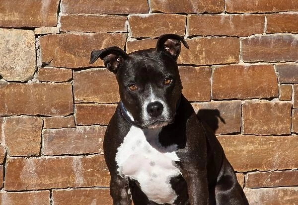 Portrait of an American Staffordshire Terrier sitting against a rock wall