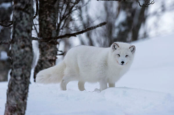 Portrait of an arctic fox, Vulpes lagopus, in the snow. Polar Park, Bardu, Troms, Norway