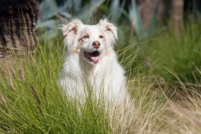 Framed Print : Portrait of an Australian Shepherd