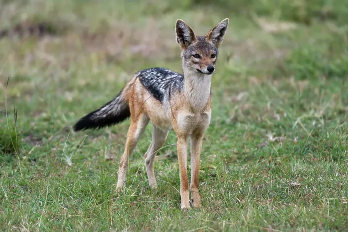 Framed Print : Portrait of a black-backed jackal, Canis mesomelas. Masai Mara National Reserve, Kenya, Africa Framed Print : Portrait of a black-backed jackal, Canis mesomelas. Masai Mara National Reserve, Kenya, Africa