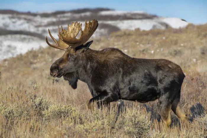 Framed Print : Portrait of Bull moose in sagebrush, Grand Teton National Park, Wyoming Framed Print : Portrait of Bull moose in sagebrush, Grand Teton National Park, Wyoming