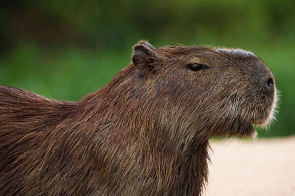 Portrait of a Capybara, Hydrochoerus Hydrochoerus. Mato Grosso Do Sul State, Brazil