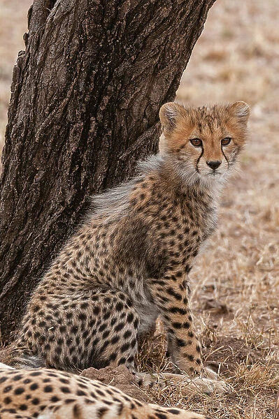 Portrait of a cheetah cub, Acinonyx jubatus, sitting against a tree trunk. Its mother rests nearby. Masai Mara National Reserve, Kenya