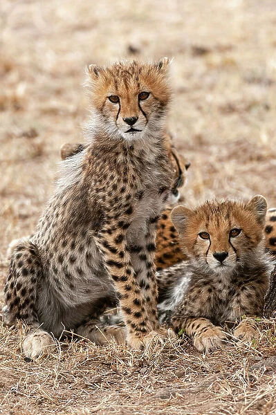 A portrait of two cheetah cubs, Acinonyx jubatus, resting behind their mother. Masai Mara National Reserve, Kenya
