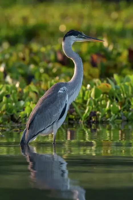 Framed Print : Portrait of a Cocoi heron, Ardea Cocoi. Rio Claro, Pantanal, Mato Grosso, Brazil Framed Print : Portrait of a Cocoi heron, Ardea Cocoi. Rio Claro, Pantanal, Mato Grosso, Brazil