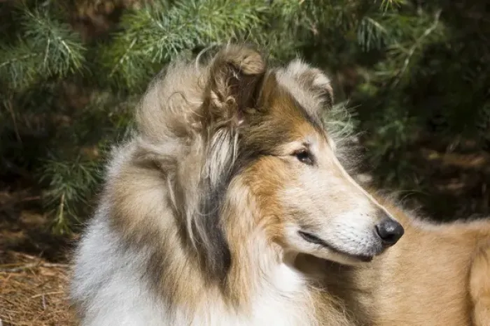 Framed Print : Portrait of a Collie Framed Print : Portrait of a Collie