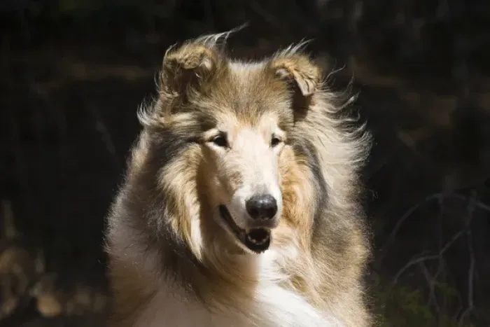 Framed Print : Portrait of a Collie with dark background, wind slighly blowing fur Framed Print : Portrait of a Collie with dark background, wind slighly blowing fur