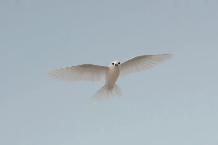 Framed Print : Portrait of a common white or fairy tern, Gygis alba, in flight. Denis Island, Seychelles Framed Print : Portrait of a common white or fairy tern, Gygis alba, in flight. Denis Island, Seychelles