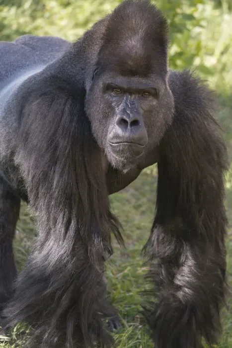 Framed Print : Portrait of Critically Endangered Western Lowland Gorilla