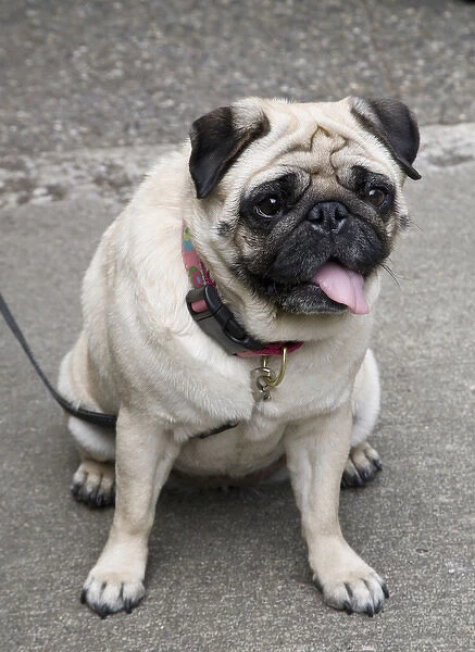 A portrait of a cute pug on a leash in a parking lot or city street