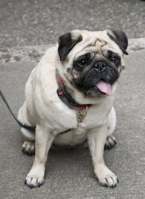 Framed Print : A portrait of a cute pug on a leash in a parking lot or city street Framed Print : A portrait of a cute pug on a leash in a parking lot or city street