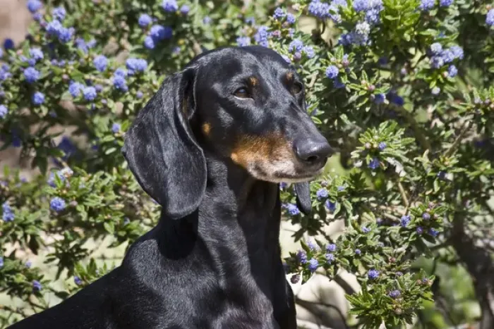 Framed Print : Portrait of a Dachshund  /  Doxen standing in front of blue flowers