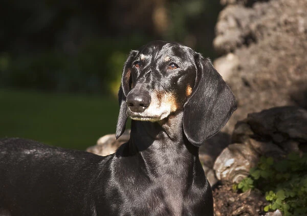 Portrait of a Dachshund  /  Doxen standing in a patch of sunlight in a park