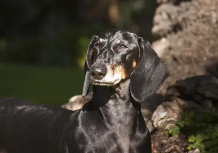Framed Print : Portrait of a Dachshund / Doxen standing in a patch of sunlight in a park Framed Print : Portrait of a Dachshund / Doxen standing in a patch of sunlight in a park