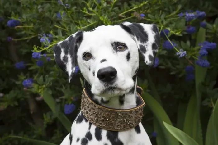 Framed Print : Portrait of a Dalmation sitting with dark purple flowers Framed Print : Portrait of a Dalmation sitting with dark purple flowers