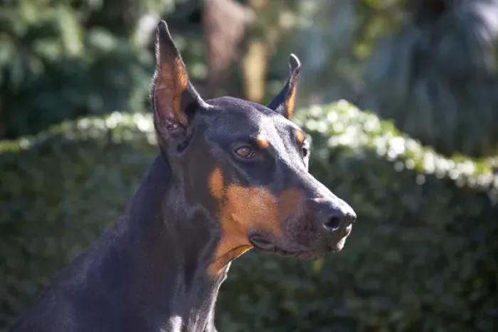 Framed Print : Portrait of a Doberman Pinscher with a green background and early morning light Framed Print : Portrait of a Doberman Pinscher with a green background and early morning light