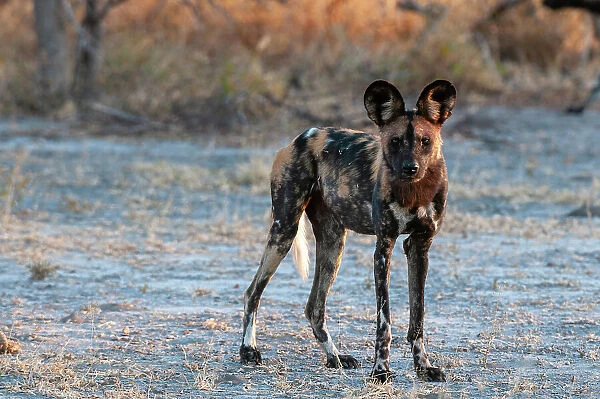 Portrait of an endangered African wild dog Cape hunting dog, or painted wolf, Lycaon pictus. Nxai Pan National Park, Botswana
