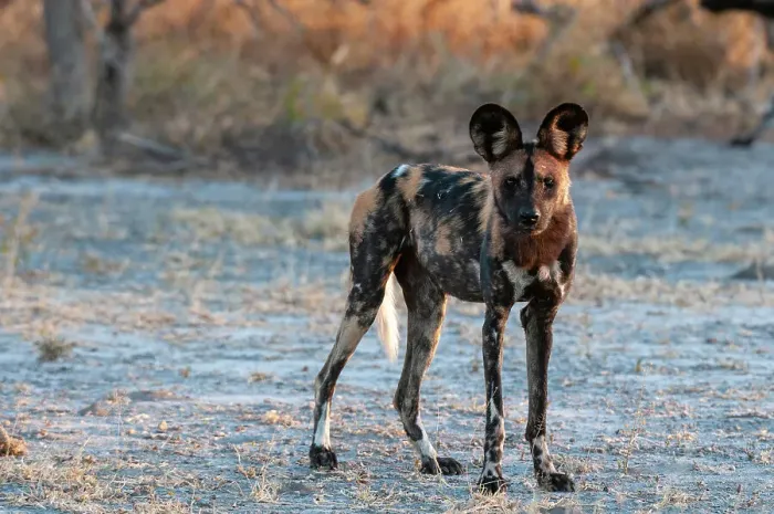 Framed Print : Portrait of an endangered African wild dog Cape hunting dog, or painted wolf, Lycaon pictus. Nxai Pan National Park, Botswana Framed Print : Portrait of an endangered African wild dog Cape hunting dog, or painted wolf, Lycaon pictus. Nxai Pan National Park, Botswana