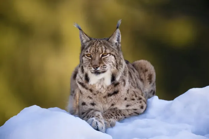 Framed Print : Portrait of Eurasian Lynx (Lynx lynx), subspecies carpathica, in winter and snow, captive Framed Print : Portrait of Eurasian Lynx (Lynx lynx), subspecies carpathica, in winter and snow, captive