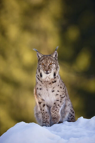 Portrait of Eurasian Lynx (Lynx lynx), subspecies carpathica, in winter and snow, captive