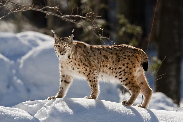 Portrait of Eurasian Lynx (Lynx lynx) walking in deep snow, subspecies carpathica