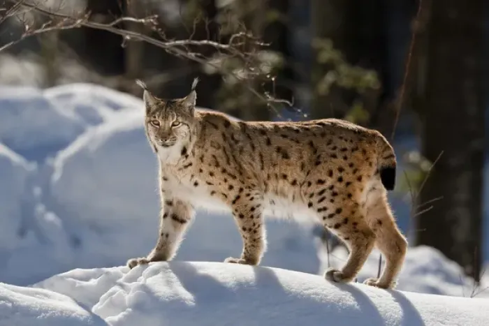 Framed Print : Portrait of Eurasian Lynx (Lynx lynx) walking in deep snow, subspecies carpathica Framed Print : Portrait of Eurasian Lynx (Lynx lynx) walking in deep snow, subspecies carpathica