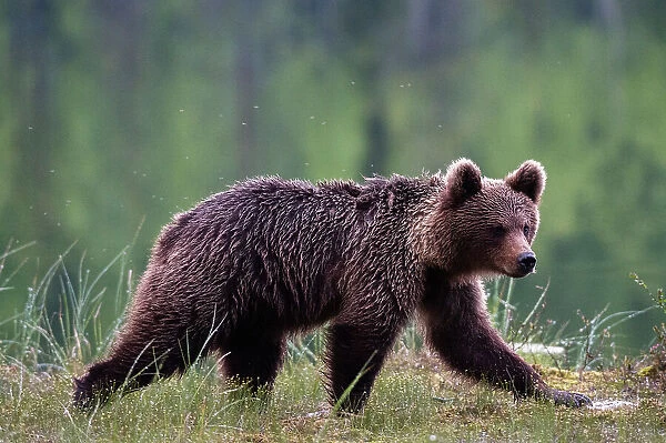 Portrait of a European brown bear, Ursus arctos, walking. Kuhmo, Oulu, Finland