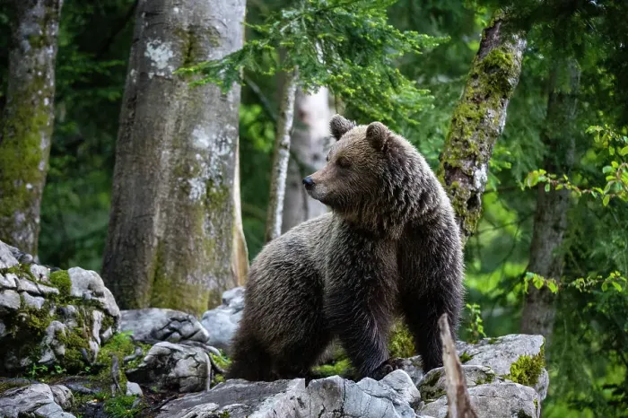 Framed Print : Portrait of a European brown bear, Ursus arctos, in the Slovenian forest. Notranjska, Slovenia Framed Print : Portrait of a European brown bear, Ursus arctos, in the Slovenian forest. Notranjska, Slovenia