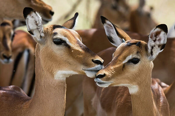 Portrait of a female impala and a young mal, Aepyceros melampus