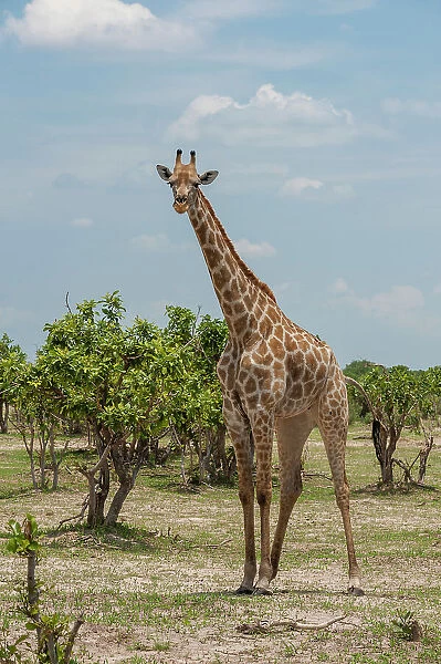 Portrait of a female southern giraffe, Giraffa camelopardalis, among shrubby trees. Savuti Marsh, Chobe National Park, Botswana