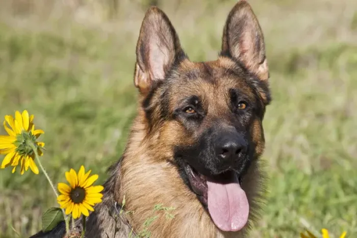 Framed Print : Portrait of German Shepherd sitting with sunflowers Framed Print : Portrait of German Shepherd sitting with sunflowers